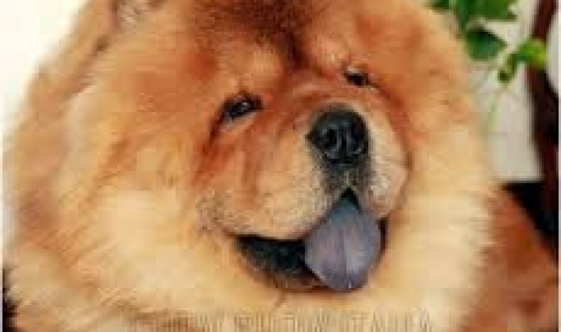 CHU CHU: CANE DALL’INDOLE FELINA CHU CHU: CANE DALL’INDOLE FELINA