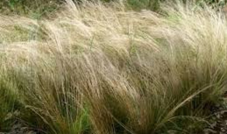 Cuneo capitale delle graminacee Cuneo capitale delle graminacee