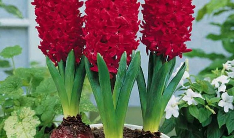 I Bulbi di Giacinto I Bulbi di Giacinto