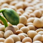 I problemi connessi al consumo di soia